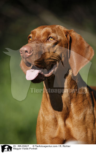 Magyar Vizsla Portrait / RR-35827