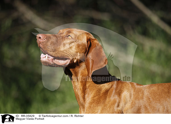 Magyar Vizsla Portrait / RR-35829