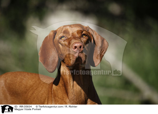 Magyar Vizsla Portrait / RR-35834