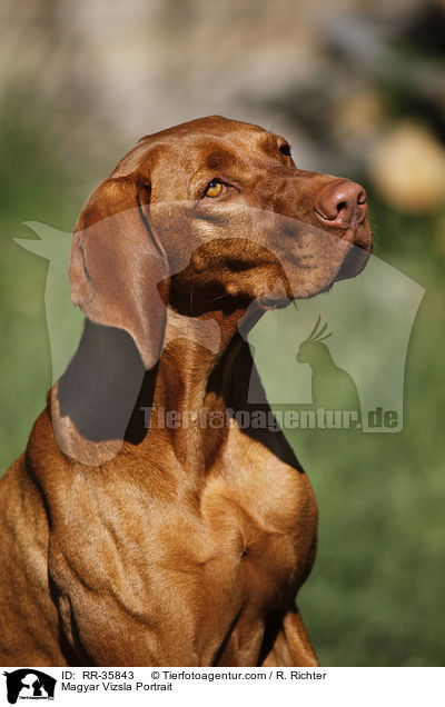 Magyar Vizsla Portrait / Magyar Vizsla Portrait / RR-35843