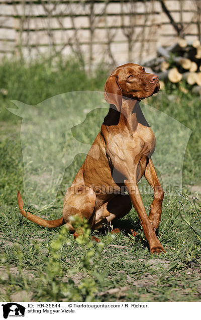 sitting Magyar Vizsla / RR-35844