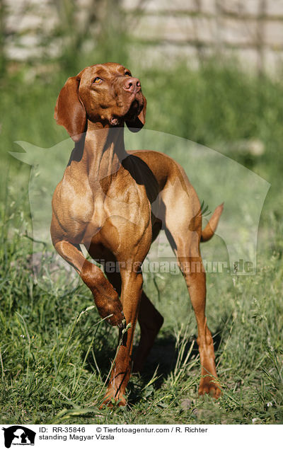 standing Magyar Vizsla / RR-35846