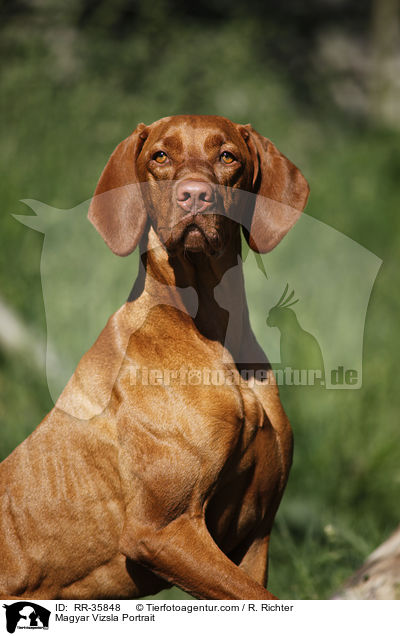 Magyar Vizsla Portrait / RR-35848