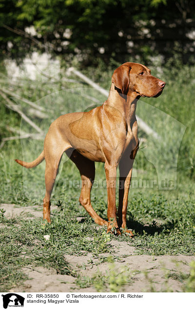 standing Magyar Vizsla / RR-35850