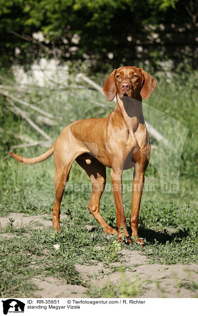 standing Magyar Vizsla / RR-35851