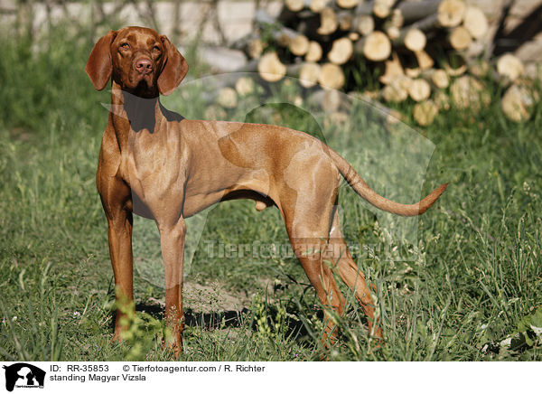 standing Magyar Vizsla / RR-35853