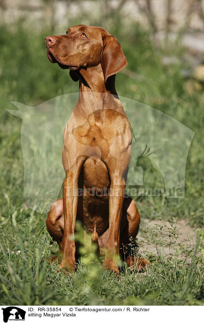 sitting Magyar Vizsla / RR-35854