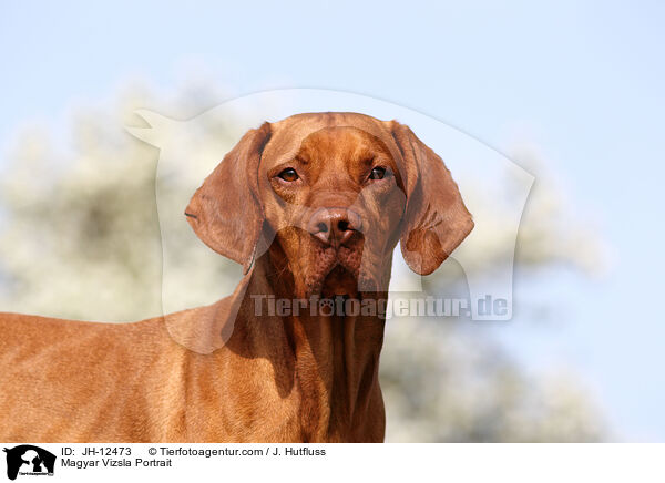 Magyar Vizsla Portrait / JH-12473