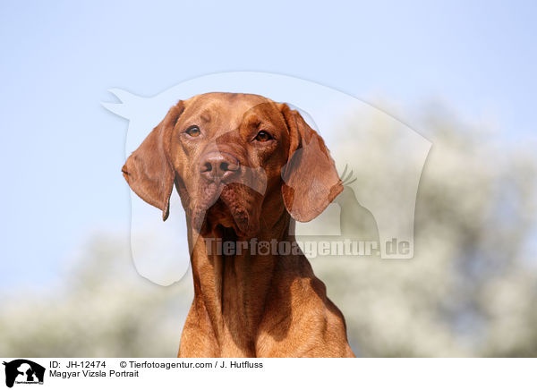 Magyar Vizsla Portrait / JH-12474