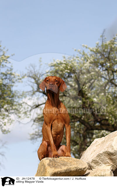 sitting Magyar Vizsla / JH-12478