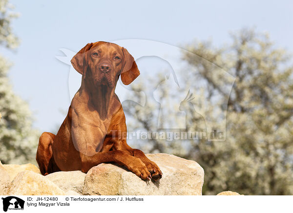 lying Magyar Vizsla / JH-12480