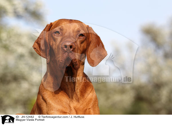 Magyar Vizsla Portrait / JH-12482