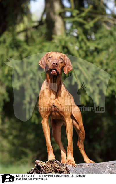 standing Magyar Vizsla / JH-12486