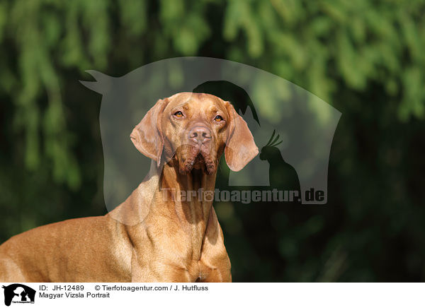 Magyar Vizsla Portrait / JH-12489