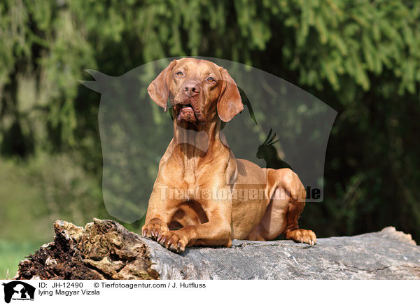 lying Magyar Vizsla / JH-12490