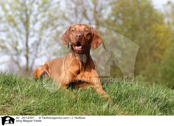 lying Magyar Vizsla / JH-12491