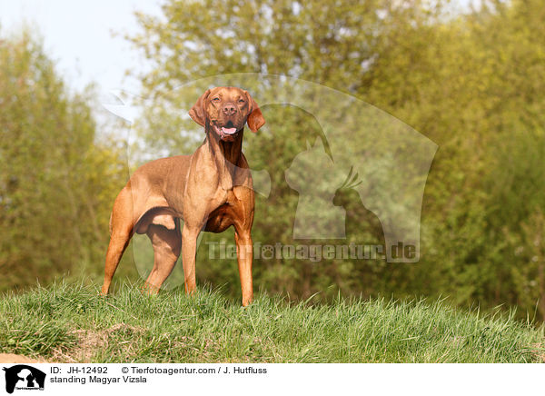 standing Magyar Vizsla / JH-12492