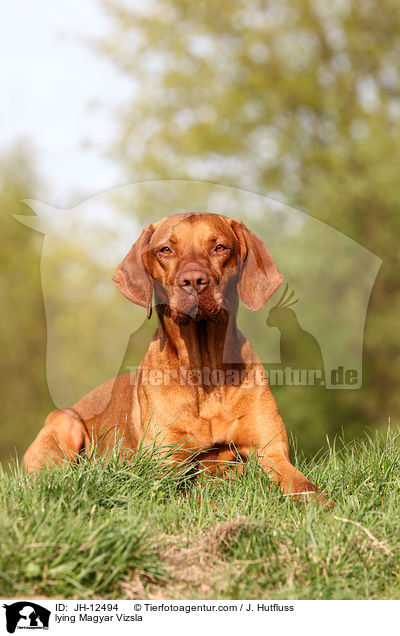 lying Magyar Vizsla / JH-12494