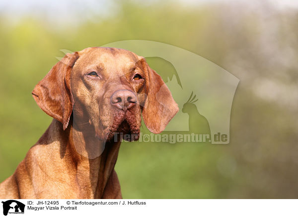 Magyar Vizsla Portrait / JH-12495