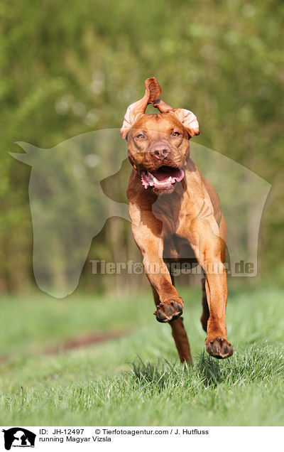 running Magyar Vizsla / JH-12497