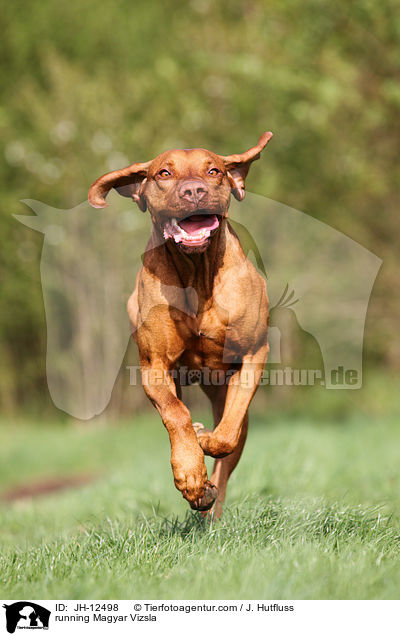 running Magyar Vizsla / JH-12498