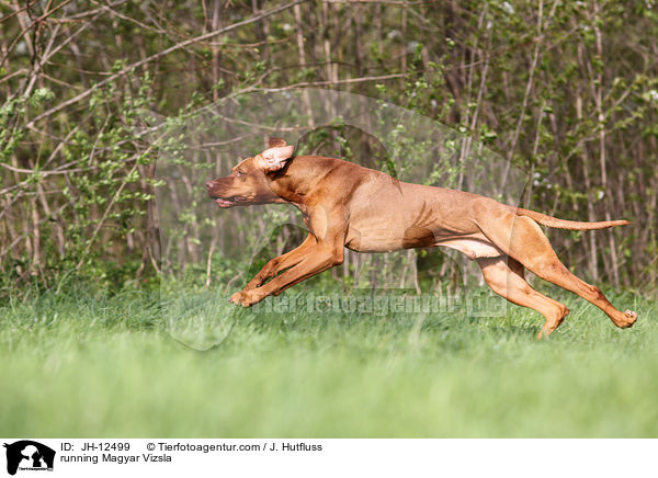 running Magyar Vizsla / JH-12499