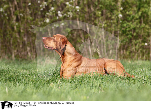 lying Magyar Vizsla / JH-12502