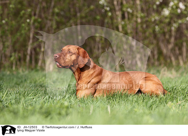 lying Magyar Vizsla / JH-12503