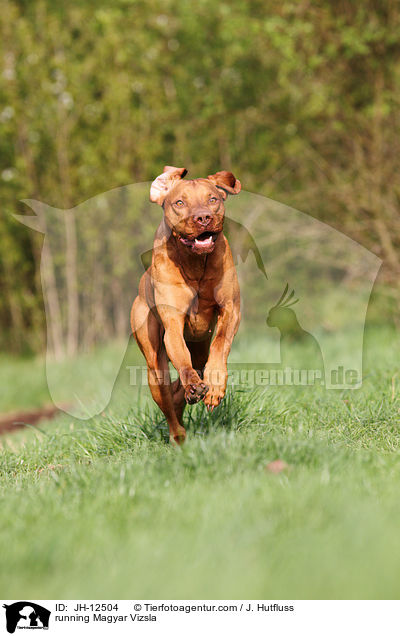 running Magyar Vizsla / JH-12504