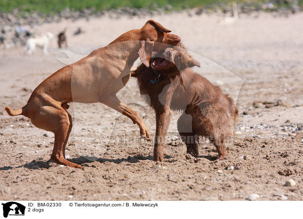 2 Hunde / 2 dogs / BM-02330