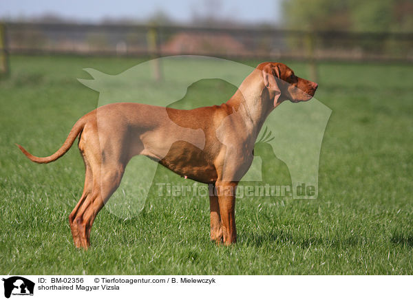 kurzhaariger Magyar Vizsla / shorthaired Magyar Vizsla / BM-02356