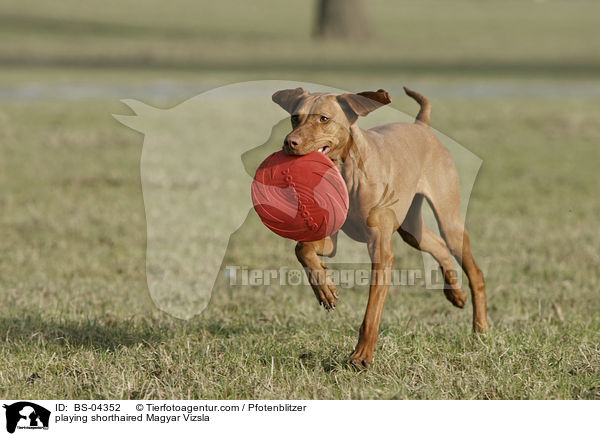 playing shorthaired Magyar Vizsla / BS-04352