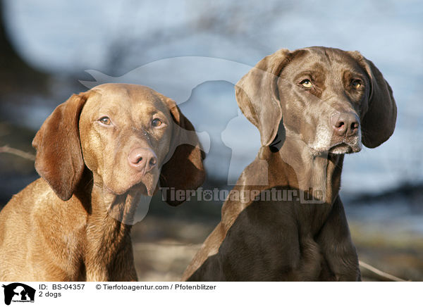 2 dogs / BS-04357