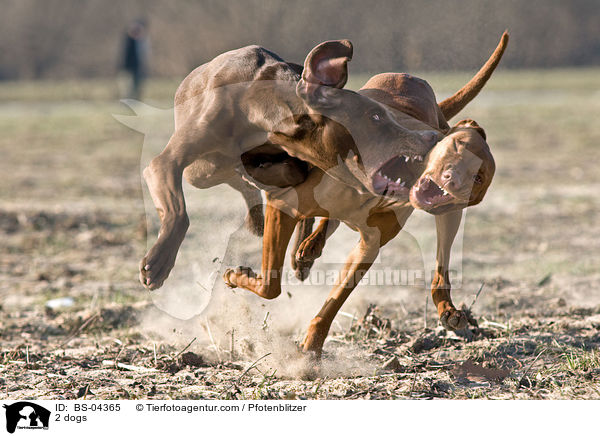 2 Hunde / 2 dogs / BS-04365