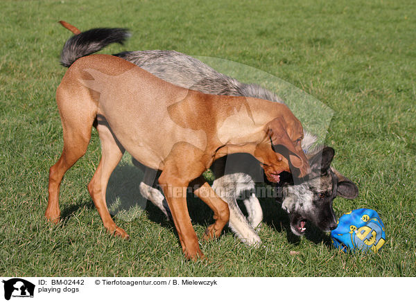 spielende Hunde / playing dogs / BM-02442