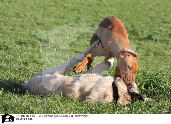 spielende Hunde / playing dogs / BM-02443