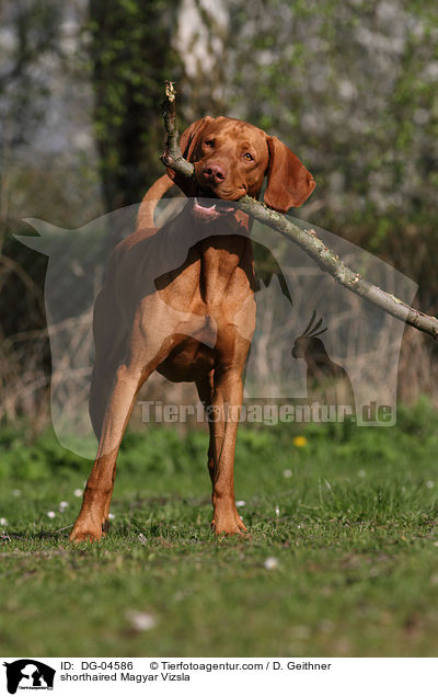 shorthaired Magyar Vizsla / DG-04586