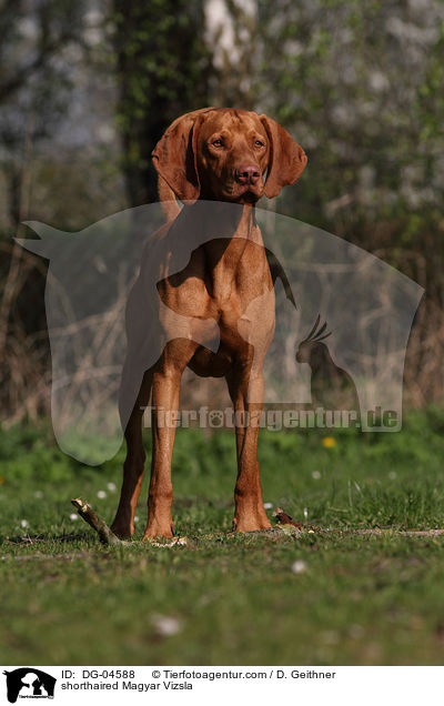 shorthaired Magyar Vizsla / DG-04588