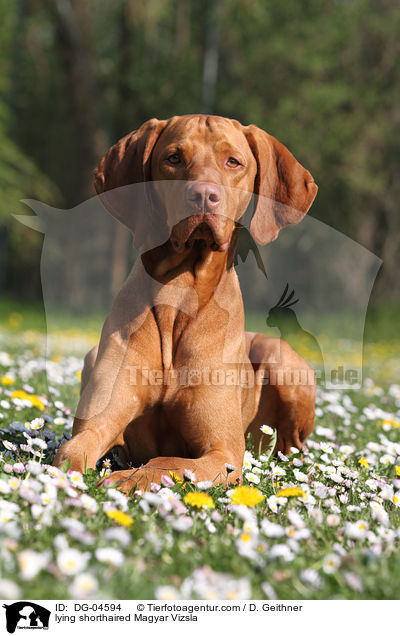 liegender Kurzhaarvizsla / lying shorthaired Magyar Vizsla / DG-04594