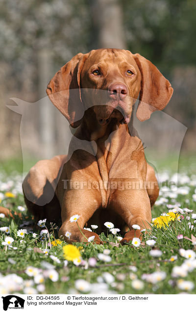 lying shorthaired Magyar Vizsla / DG-04595