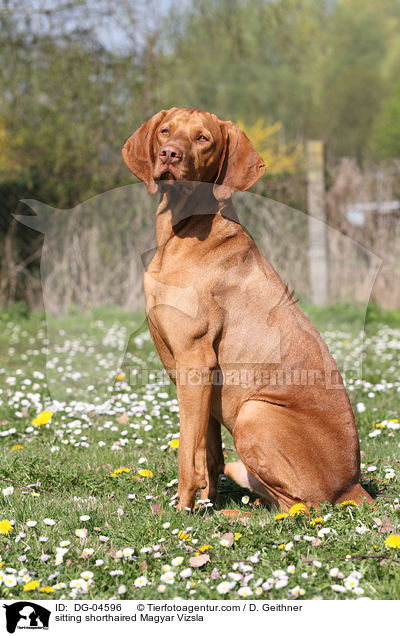 sitting shorthaired Magyar Vizsla / DG-04596