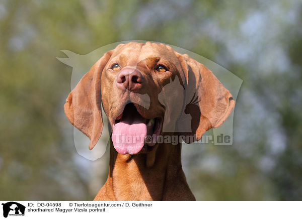 shorthaired Magyar Vizsla portrait / DG-04598