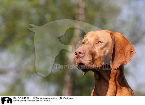 shorthaired Magyar Vizsla portrait / DG-04599