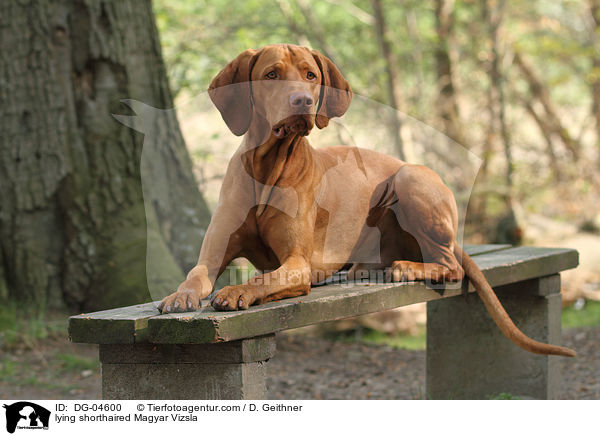 lying shorthaired Magyar Vizsla / DG-04600