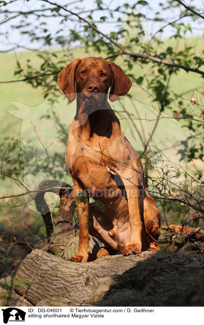 sitting shorthaired Magyar Vizsla / DG-04601