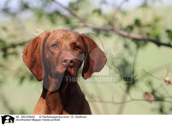 shorthaired Magyar Vizsla portrait / DG-04602