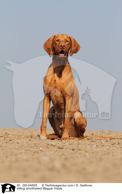 sitting shorthaired Magyar Vizsla / DG-04605