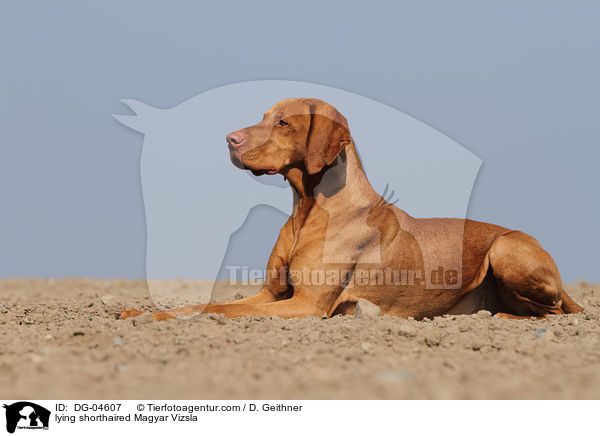 lying shorthaired Magyar Vizsla / DG-04607