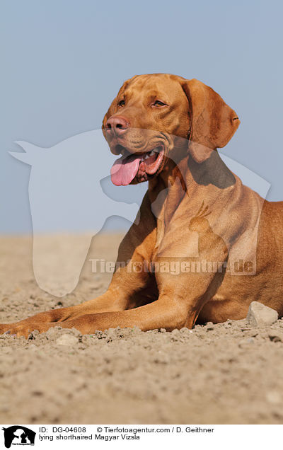 lying shorthaired Magyar Vizsla / DG-04608