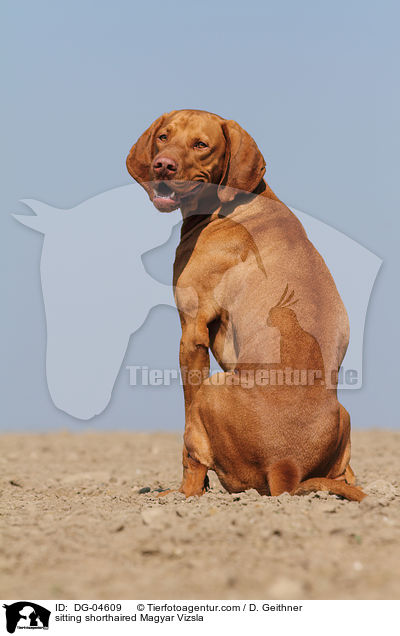 sitting shorthaired Magyar Vizsla / DG-04609